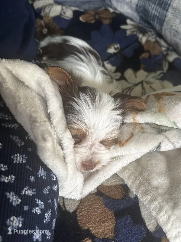 AKC Koda – Yorkshire Terrier puppy for sale in North Judson, IN