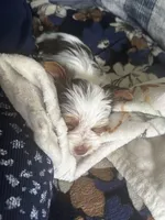 AKC Koda, a male Yorkshire Terrier for sale in North Judson, IN – Photo 2 of 7