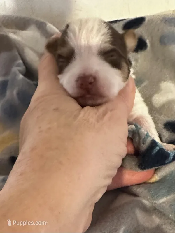 AKC Koda – Yorkshire Terrier puppy for sale in North Judson, IN