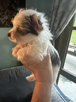 AKC Woody, a male Yorkshire Terrier for sale in North Judson, IN – 4 of 7
