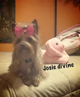 AKC Chewbacca chocolate gold dust, a male Yorkshire Terrier for sale in North Judson, IN – 5 of 6