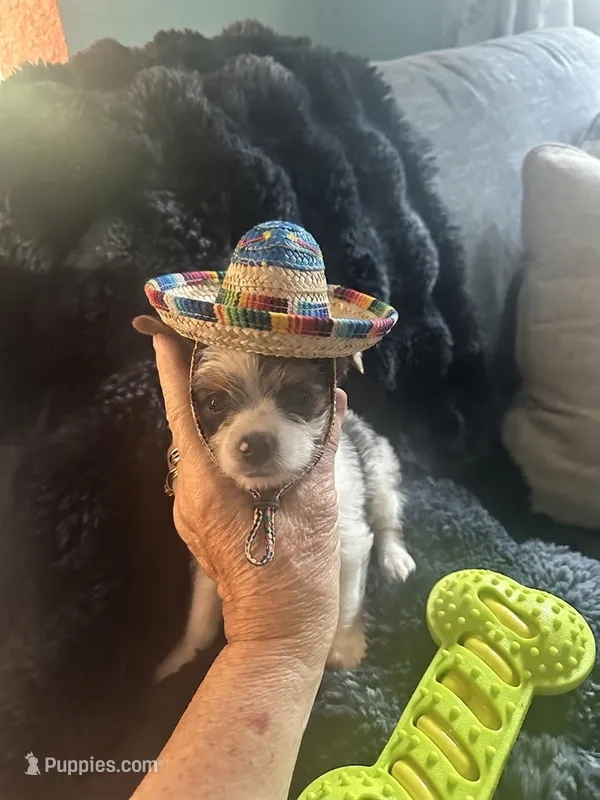 AKC Peppy – Yorkshire Terrier puppy for sale in North Judson, IN