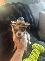 AKC Peppy, a male Yorkshire Terrier for sale in North Judson, IN – 3 of 9