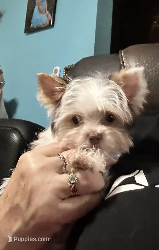 AKC Woody – Yorkshire Terrier puppy for sale in North Judson, IN