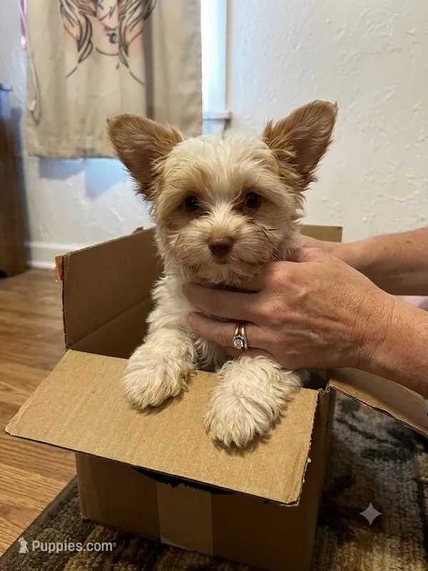 AKC Harlow – Yorkshire Terrier puppy for sale in North Judson, IN