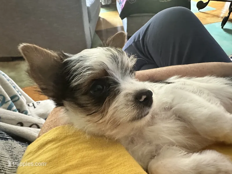 AKC Peppy – Yorkshire Terrier puppy for sale in North Judson, IN