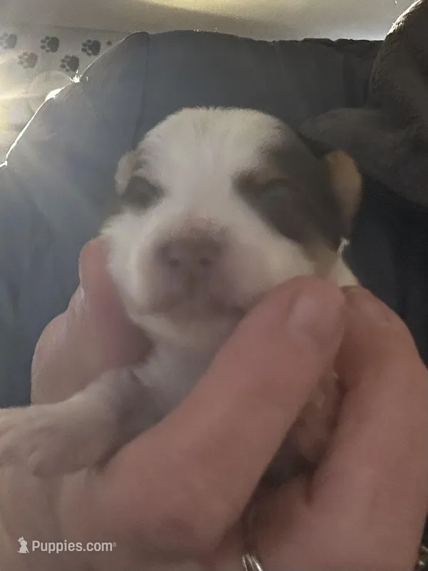 AKC Caleb – Yorkshire Terrier puppy for sale in North Judson, IN