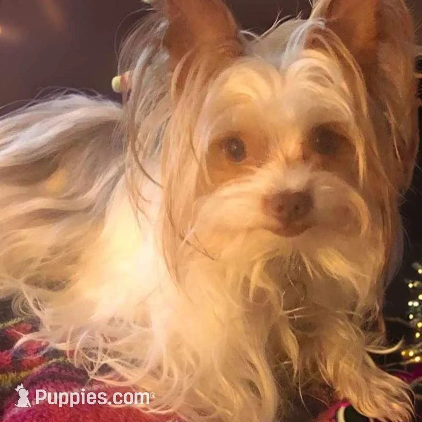 AKC Caleb, a male Yorkshire Terrier for sale in North Judson, IN – Photo 5 of 6