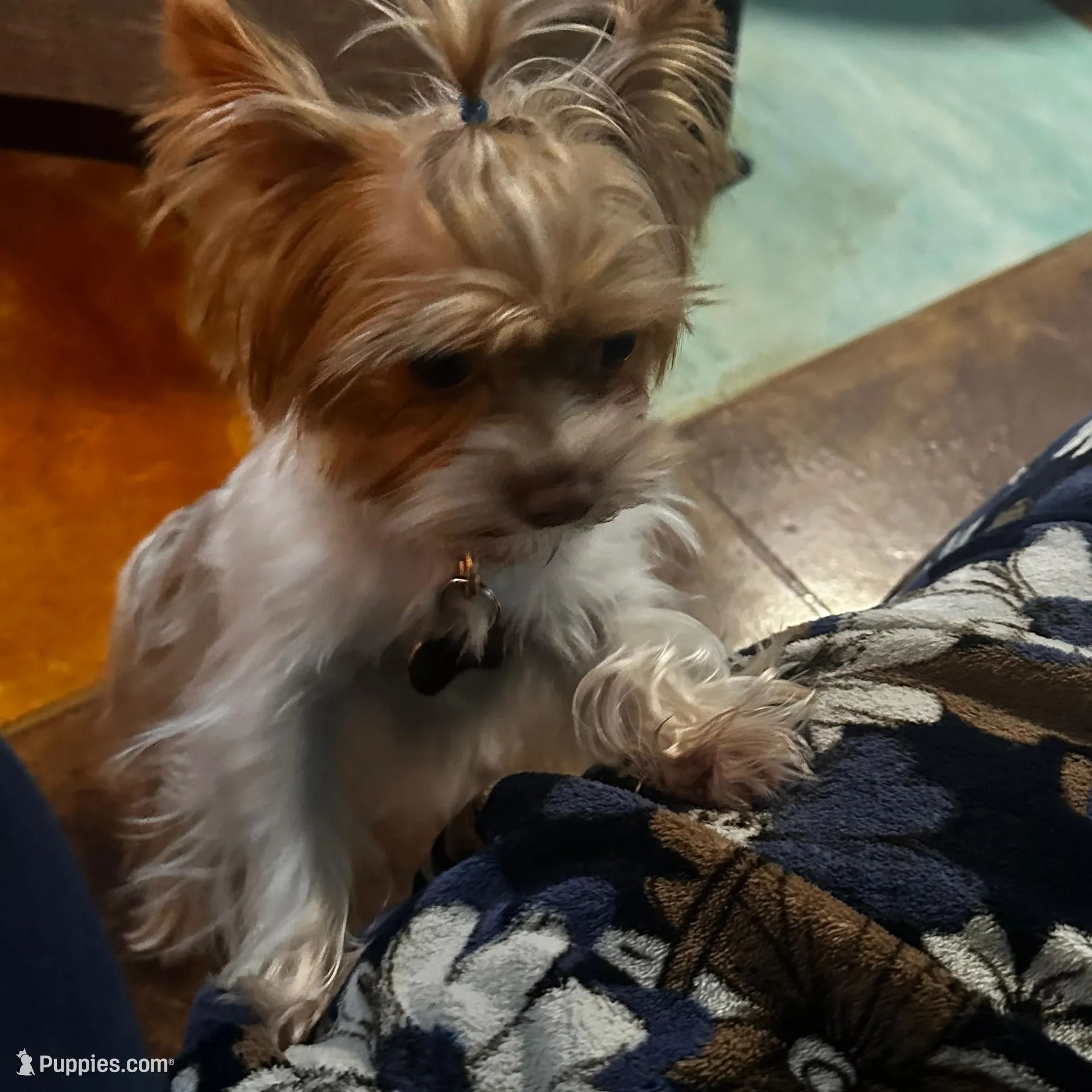 AKC Caleb, a male Yorkshire Terrier for sale in North Judson, IN – Photo 6 of 6