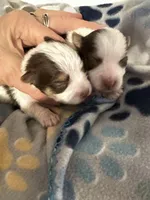 AKC Caleb, a male Yorkshire Terrier for sale in North Judson, IN – Photo 2 of 6