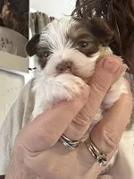 AKC Caleb, a male Yorkshire Terrier for sale in North Judson, IN – Photo 3 of 10