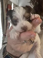 AKC Caleb, a male Yorkshire Terrier for sale in North Judson, IN – Photo 2 of 10