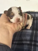 AKC Caleb, a male Yorkshire Terrier for sale in North Judson, IN – Photo 4 of 10