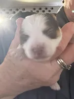 AKC Caleb, a male Yorkshire Terrier for sale in North Judson, IN – Photo 3 of 6