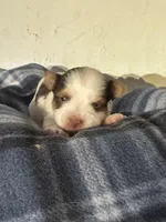 AKC Caleb, a male Yorkshire Terrier for sale in North Judson, IN – Photo 7 of 10