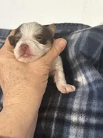 AKC Caleb, a male Yorkshire Terrier for sale in North Judson, IN – Photo 5 of 10