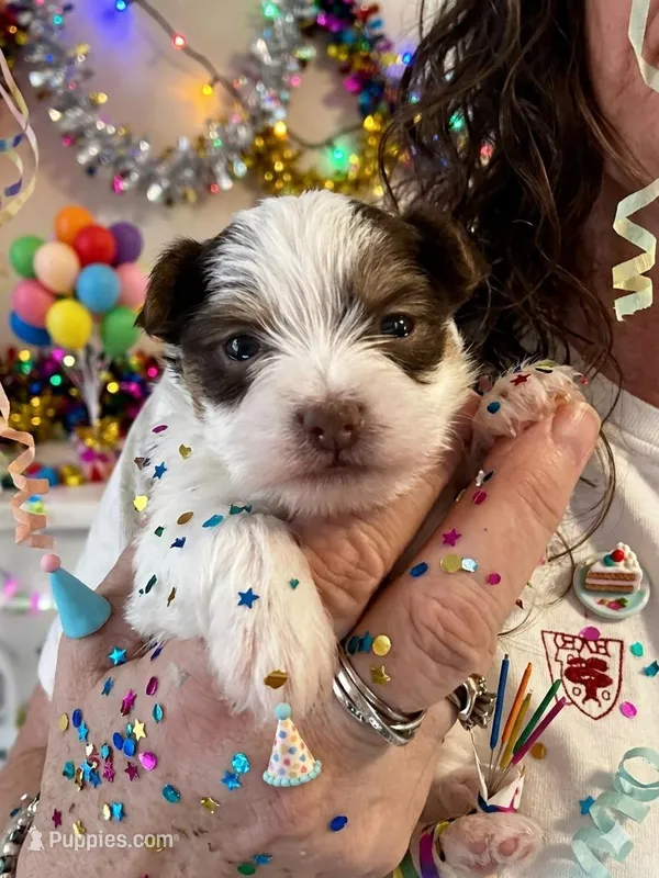 AKC Caleb – Yorkshire Terrier puppy for sale in North Judson, IN