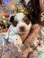 AKC Caleb, a male Yorkshire Terrier for sale in North Judson, IN – Photo 1 of 10