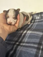 AKC Caleb, a male Yorkshire Terrier for sale in North Judson, IN – Photo 6 of 10