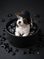 AKC Peppy, a male Yorkshire Terrier for sale in North Judson, IN – 5 of 9