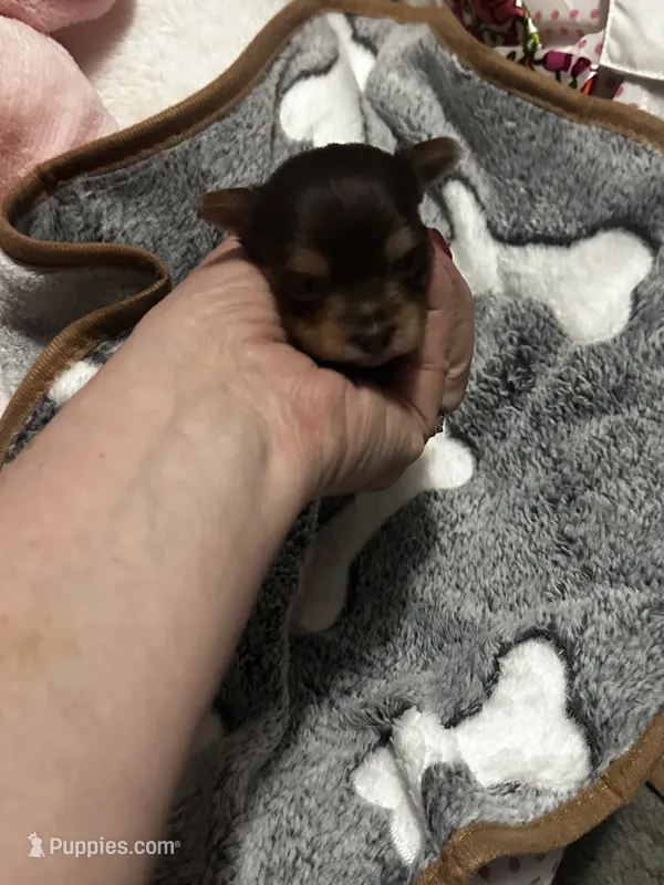 AKC Tobias – Yorkshire Terrier puppy for sale in North Judson, IN