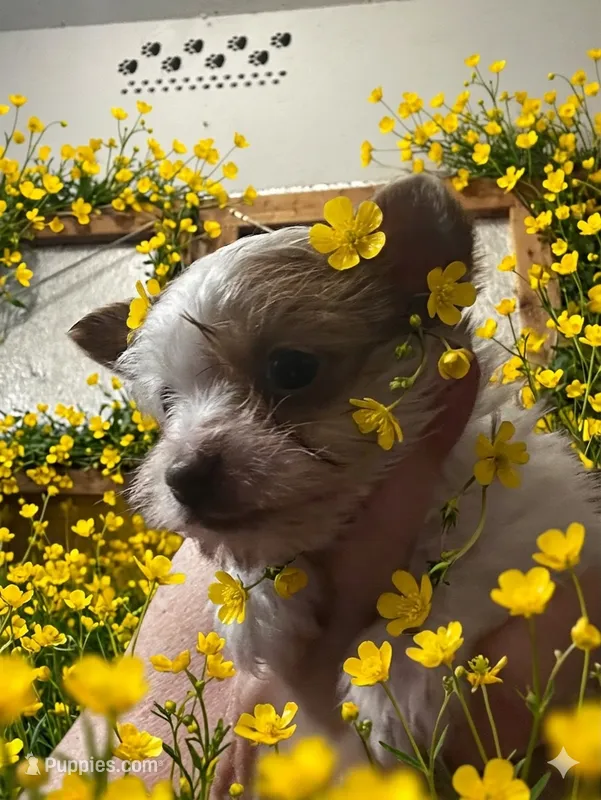 AKC choc parti Smooches  – Yorkshire Terrier puppy for sale in North Judson, IN