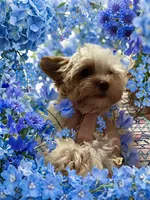 AKC Harlow, a male Yorkshire Terrier for sale in North Judson, IN – 2 of 8