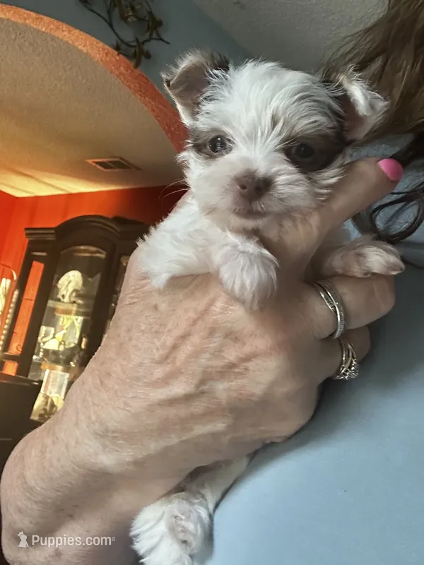 AKC Woody – Yorkshire Terrier puppy for sale in North Judson, IN