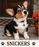 SNICKERS, a male Pembroke Welsh Corgi for sale in Rockwall, TX – 1 of 2