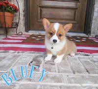 BLUEY, a male Pembroke Welsh Corgi for sale in Rockwall, TX – 2 of 2
