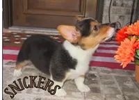 SNICKERS, a male Pembroke Welsh Corgi for sale in Rockwall, TX – 2 of 2