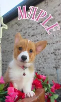 Maple, a female Pembroke Welsh Corgi for sale in Rockwall, TX – 2 of 2
