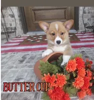 BUTTERCUP, a male Pembroke Welsh Corgi for sale in Rockwall, TX – 2 of 2