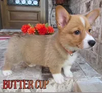 BUTTERCUP, a male Pembroke Welsh Corgi for sale in Rockwall, TX – 1 of 2