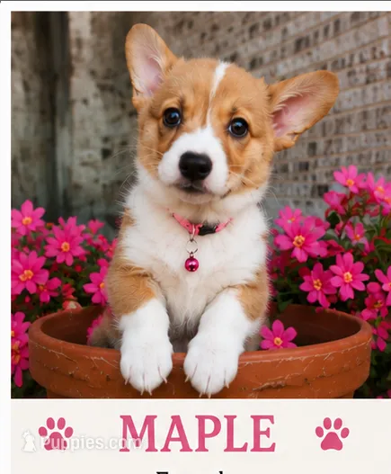 Maple – Pembroke Welsh Corgi puppy for sale in Rockwall, TX
