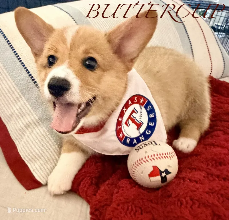 BUTTERCUP – Pembroke Welsh Corgi puppy for sale in Rockwall, TX
