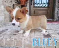 BLUEY, a male Pembroke Welsh Corgi for sale in Rockwall, TX – 1 of 2