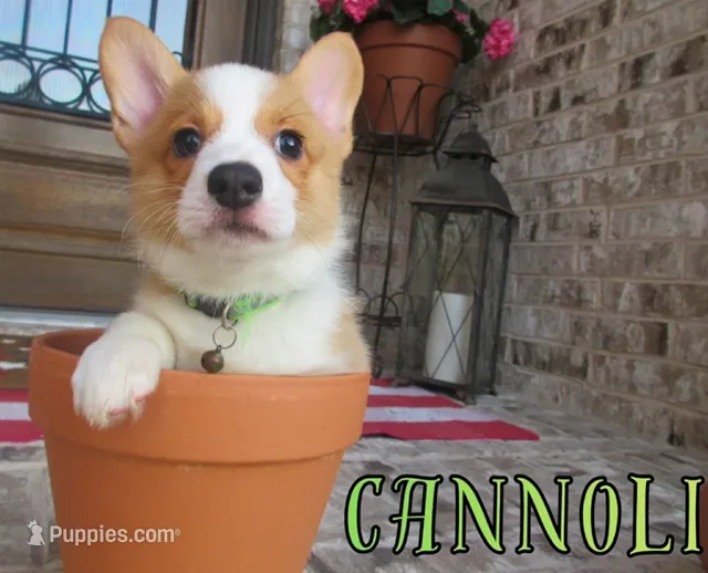 CANNOLI – Pembroke Welsh Corgi puppy for sale in Rockwall, TX