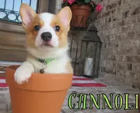 CANNOLI, a male Pembroke Welsh Corgi for sale in Rockwall, TX – 1 of 2