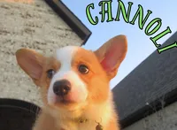 CANNOLI, a male Pembroke Welsh Corgi for sale in Rockwall, TX – 2 of 2
