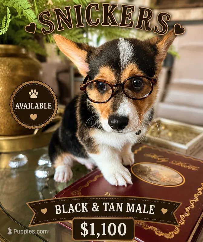SNICKERS – Pembroke Welsh Corgi puppy for sale in Rockwall, TX