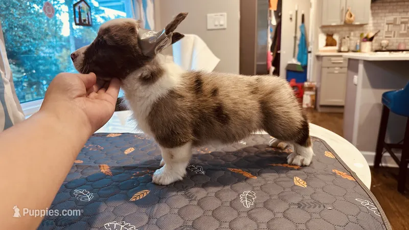 Hopper – Cardigan Welsh Corgi puppy for sale in Chicago, IL