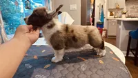 Hopper, a male Cardigan Welsh Corgi for sale in Chicago, IL – 1 of 3