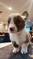 Hopper, a male Cardigan Welsh Corgi for sale in Chicago, IL – 3 of 3