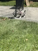 Steve, a male Cardigan Welsh Corgi for sale in Chicago, IL – 5 of 5