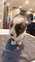 Hopper, a male Cardigan Welsh Corgi for sale in Chicago, IL – 2 of 3