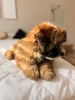 Hypoallergenic 6.5lbs Teddy Bear, a male Coton de Tulear and Yorkshire Terrier for sale in Fort Lauderdale, FL – 2 of 6