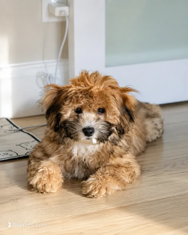 Hypoallergenic 8lbs Teddy Bear – Coton de Tulear, Yorkshire Terrier puppy for sale in Fort Lauderdale, FL
