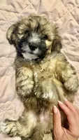 Hypoallergenic 4.5lbs Teddy Bear, a male Coton de Tulear and Yorkshire Terrier for sale in Fort Lauderdale, FL – Photo 4 of 5