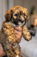 Hypoallergenic 4.5lbs Teddy Bear, a male Coton de Tulear and Yorkshire Terrier for sale in Fort Lauderdale, FL – Photo 1 of 5